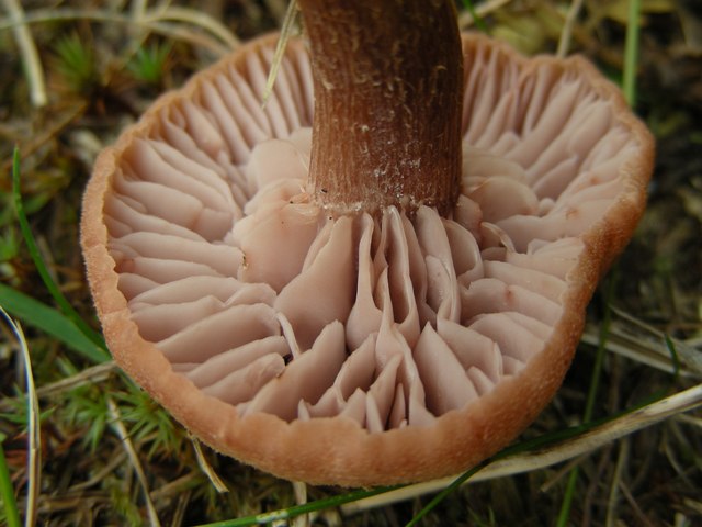 Escursione in Panarotta...con Russula